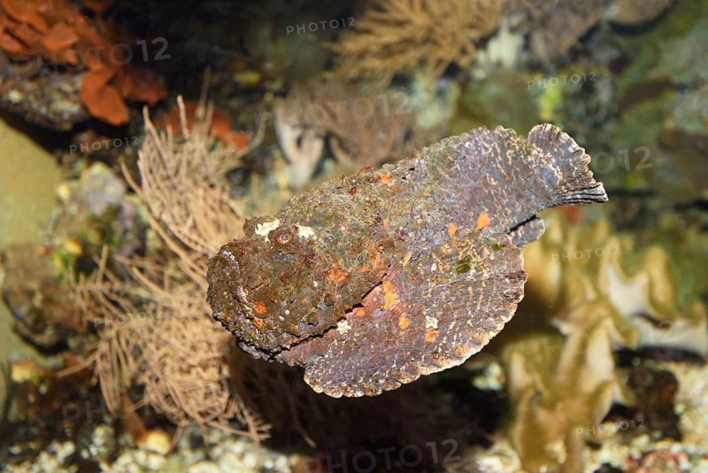 Close-up of a Stonefish (Synanceia verrucosa) in an aquarium