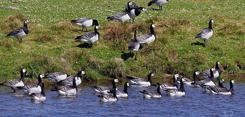 Barnacle geese, barnacle geese (Branta leucopsis), flock in a meadow by the water, North Sea coast, Schleswig-Holstein, Germany, Europe
