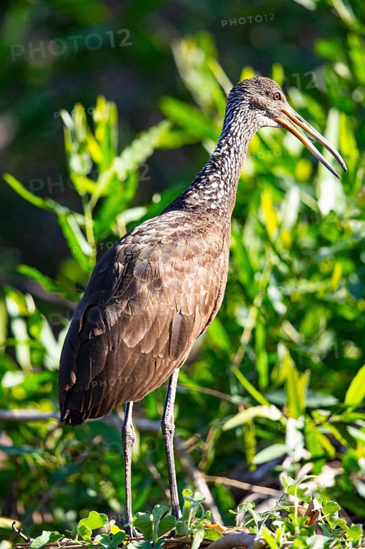 Limpkin (Aramus guarauna) Pantanal Brazil