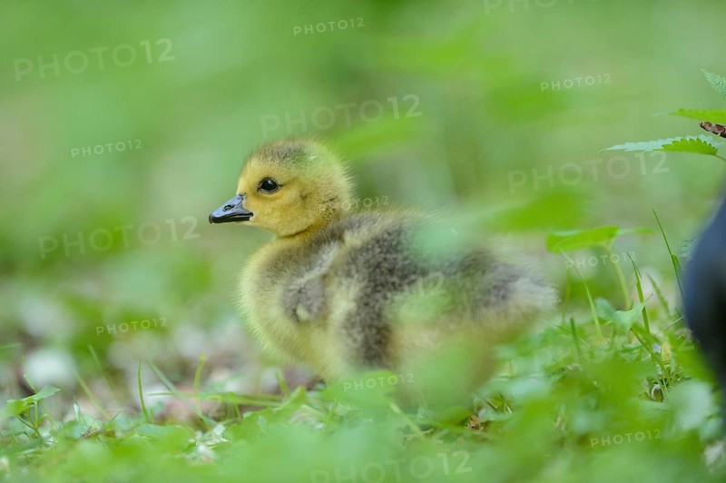Close-up of a Canada goose (Branta canadensis) chick on a meadow in spring