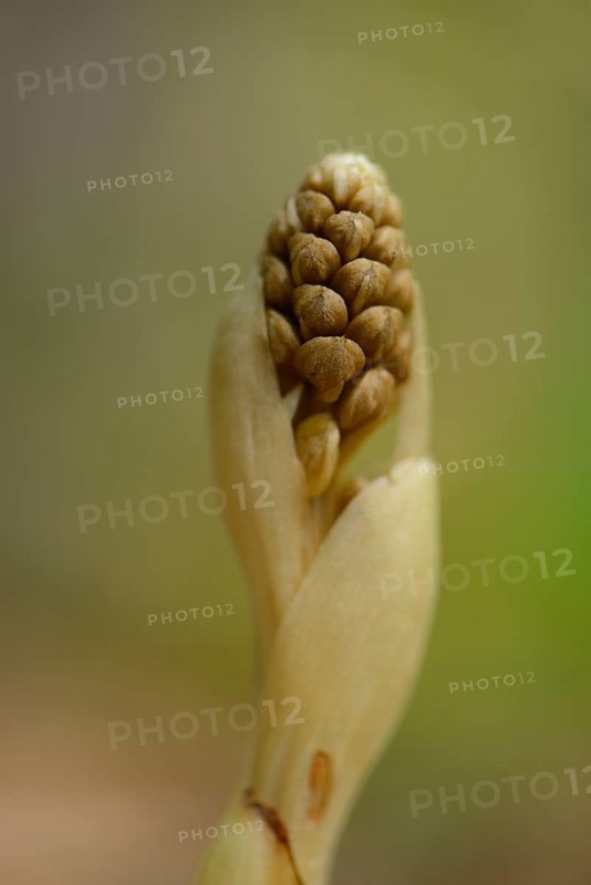 Close-up of a Bird's-nest Orchid (Neottia nidus-avis)