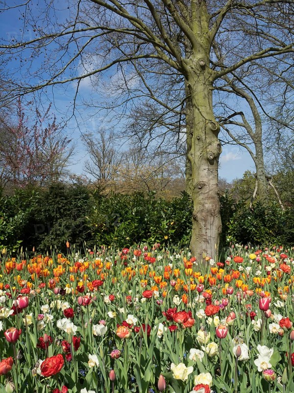 A blooming tulip field around a bare tree in a sunny garden, many colourful, blooming tulips in a garden in the Netherlands during springtime, Amsterdam, Netherlands