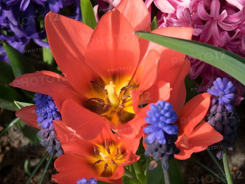 Close-up of a red flower with surrounding hyacinths and other flowers, many colourful, blooming tulips in springtime in the Netherlands, amsterdam, netherlands