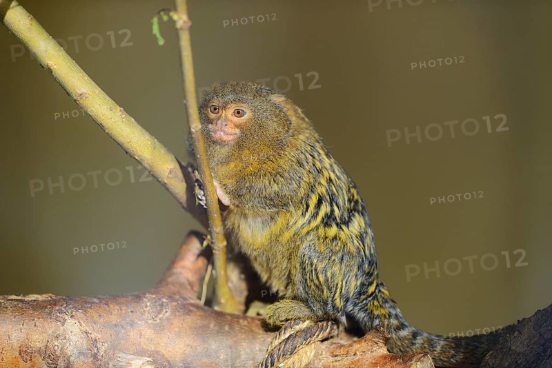 Western pygmy marmoset (Cebuella pygmaea), captive, Zoo Augsburg, Germany, Europe