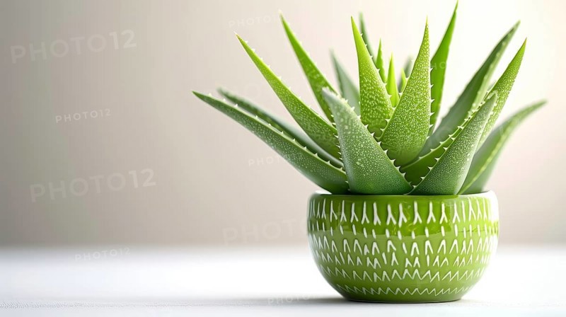 Aloe vera plant in a small patterned green pot with a soft background, evoking a fresh and lively feeling