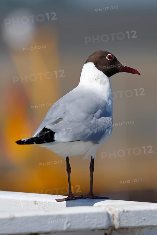 Black-headed Black-headed Gull (Larus ridibundus) in breeding plumage standing on a railing in the harbour, North Sea coast, Schleswig-Holstein, Germany, Europe