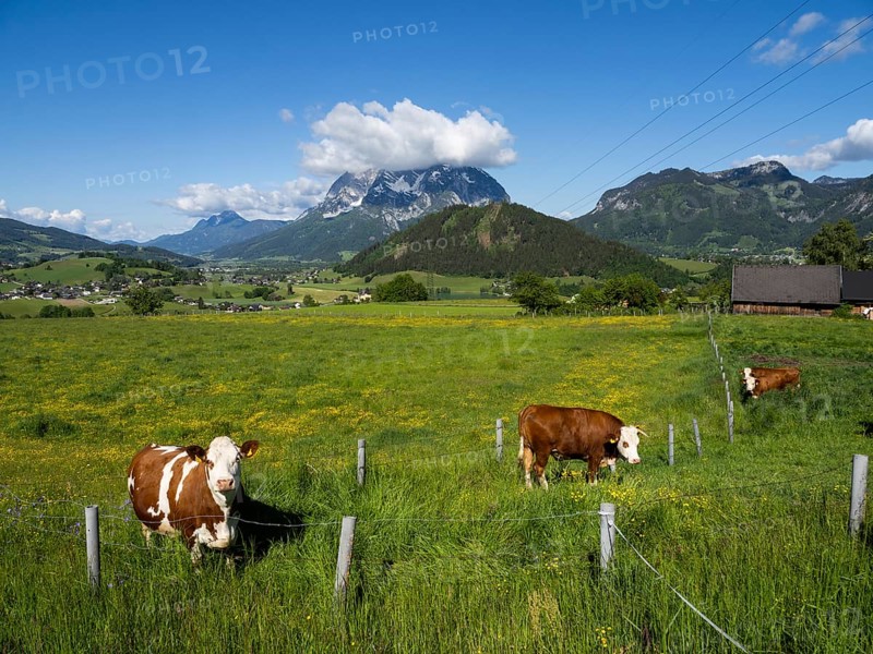 Cows grazing in a meadow, Ennstal, behind the Grimming, near Aigen im Ennstal, Styria, Austria, Europe