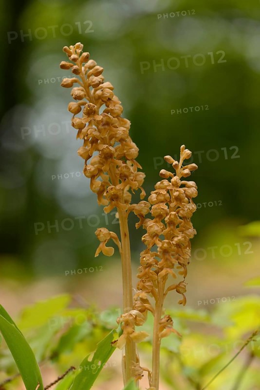 Close-up of Bird's-nest Orchid (Neottia nidus-avis) blossoms in a forest in spring, Upper Palatinate