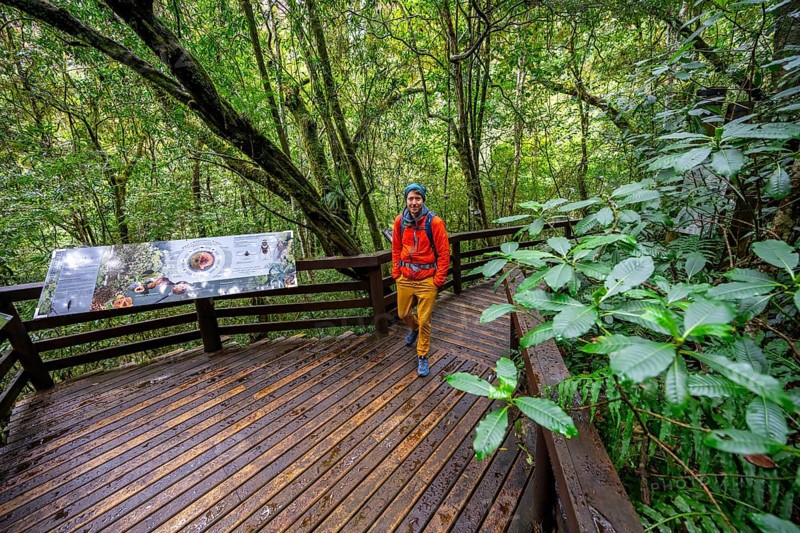 Young man on wooden path with information signs, in dense forest, Graskop Gorge or Graskopkloof, Graskop, Mpumalanga, South Africa, Africa