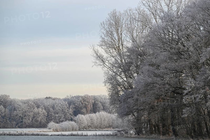 A forest and fields in winter, the trees and the ground covered with frost, dull light, hoarfrost on meadows and trees against a blue sky in Muensterland, Velen, Germany, Europe
