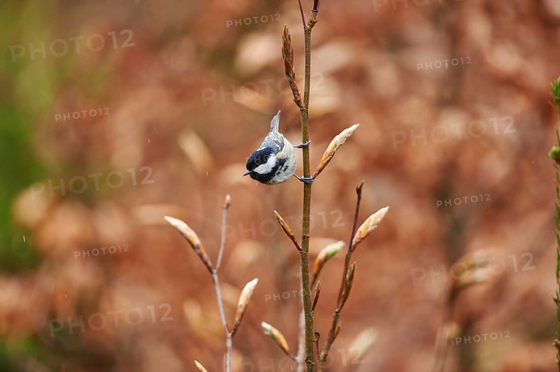Close-up of a coal tit (Periparus ater) in the bavarian forest in spring, Germany, Europe