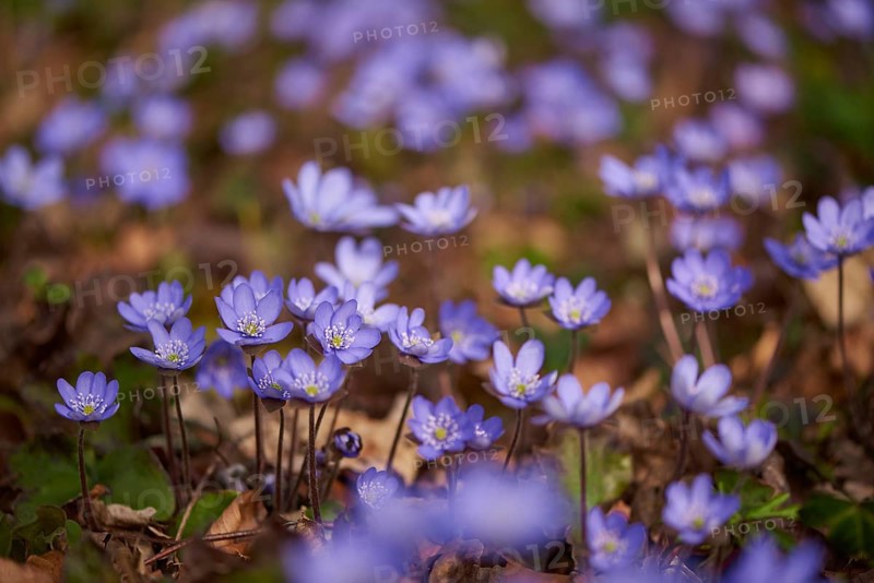 Close-up of Common Hepatica (Anemone hepatica) blossoms in a forest in spring, Bavaria, Germany, Europe