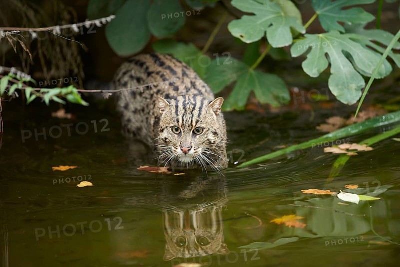 Close-up of a fishing cat (Prionailurus viverrinus) at the shore of a lake, captive