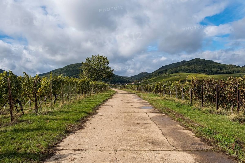 Farm track between green vineyards and hills, under a cloudy sky, Southern Palatinate, Palatinate, Rhineland-Palatinate, Germany, Europe