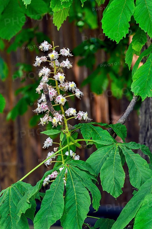 Spring, blossoms of the common horse-chestnut (Aesculus hippocastanum), Allgaeu, Bavaria, Germany, Europe