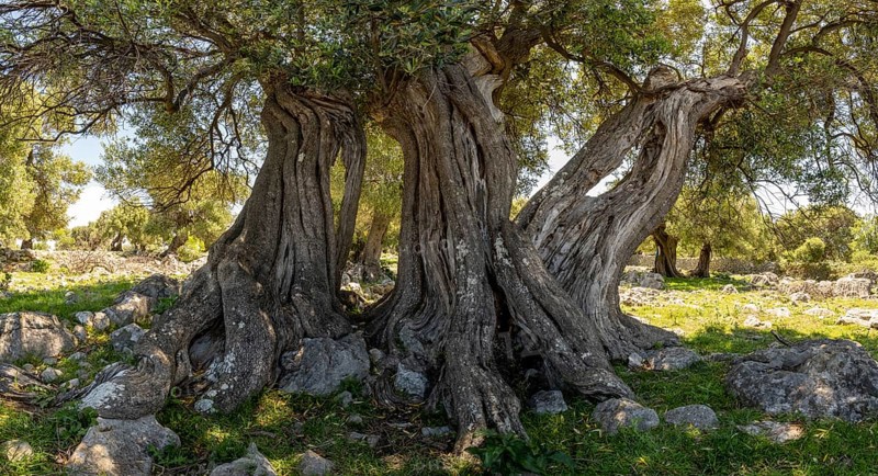Old olive trees near Lun, island of Pag, Zadar, Dalmatia, Croatia, Europe