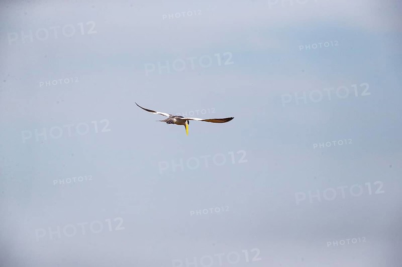 Large-billed Tern (Phaetusa simplex) Pantanal Brazil