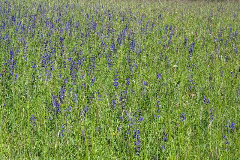 Meadow clary (Salvia pratensis) in a meadow, bee forage meadow, forage meadow, Baden-Wuerttemberg, Germany, Europe