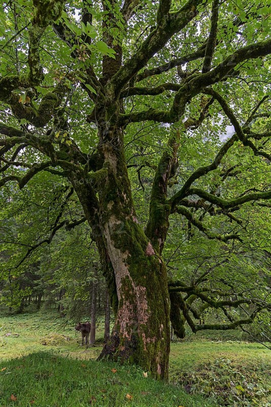 Maple (Acer) overgrown with moss, Bad Hindelang, Allgaeu, Bavaria, Germany, Europe
