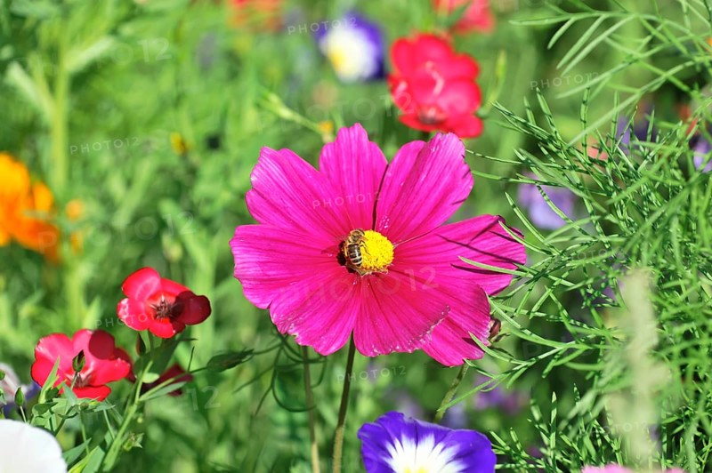 Cosmea bipinnata, Schwaebisch Gmuend, Baden-Wuerttemberg, Germany, Europe, A bright pink flower in blooming nature and summer garden surroundings, flower meadow, Stuttgart, Europe