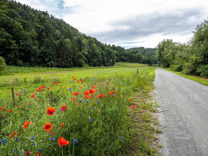 Poppy field in bloom, cornflowers in between, Sausal cycle path, near Heimschuh, Styria, Austria, Europe