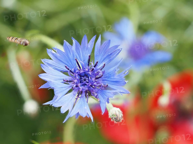 Cornflower (Centaurea cyanus), near Heimschuh, Styria, Austria, Europe