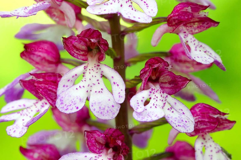 Northern marsh-orchid (Orchis purpurea), 2 flowers, flower figure, detail, macro, nature photography, nature reserve Mackenberg, North Rhine-Westphalia, Germany, Europe