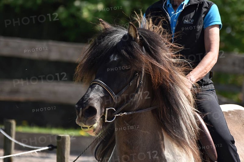 Close-up of a ridden Icelandic horse with equipment and typical long hair