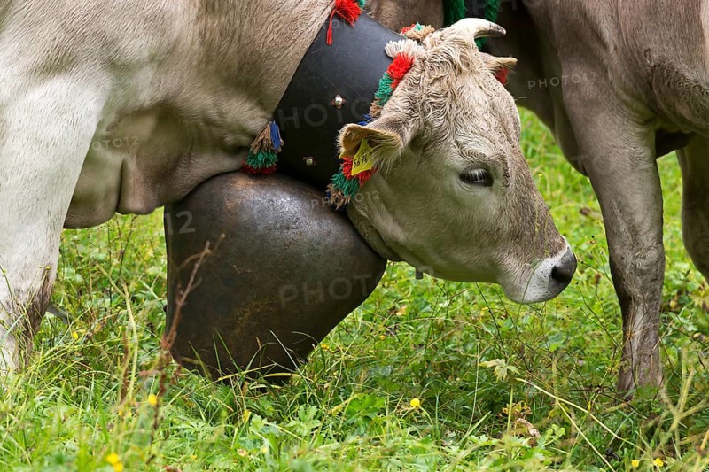 Cow in a meadow with a decorative bell for the cattle drive, cattle seperation, gabled house, Bad Hindelang, Allgaeu, Bavaria, Germany, Europe