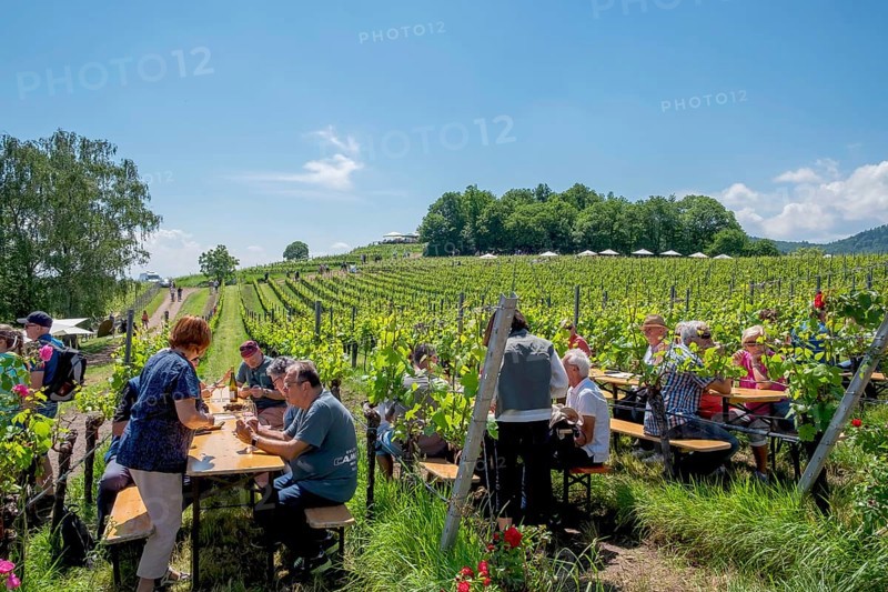 Wine festival in the vineyards, Birkweiler, Southern Palatinate, Palatinate, Rhineland-Palatinate, Germany, Europe