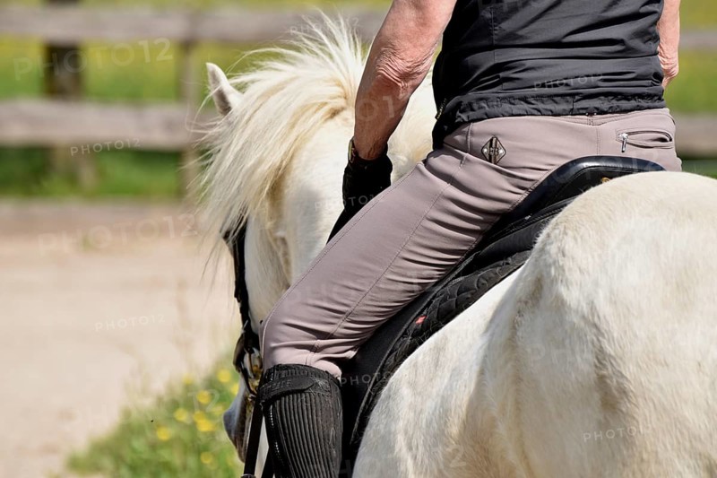 Close-up of a ridden Icelandic horse with equipment and typical long hair