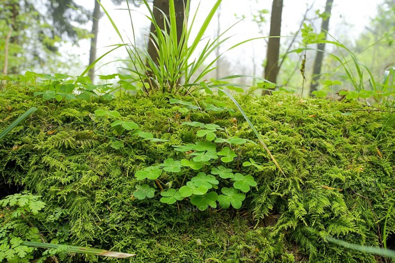 Clover, moss, ferns, humidity, forest on Blauen mountain, Badenweiler, Black Forest, Baden-Wuerttemberg, Germany, Europe