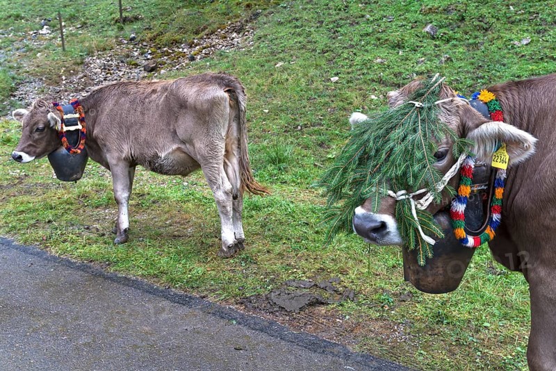 Cows with jewellery bells for the cattle drive, cattle seperation, gabled house, Bad Hindelang, Allgaeu, Bavaria, Germany, Europe