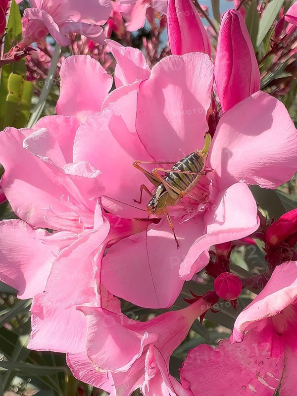Close-up of saddle-backed bush cricket (Ephippiger ephippiger) sitting in flower of oleander (Nerium oleander), Crete, Greece, Europe
