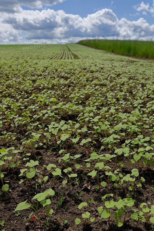 Field with buckwheat (Fagopyrum), agriculture, farming, field, Schwaebisch Hall, Schwaebisch-Fraenkischer Wald Nature Park, Schwaebisch Hall, Baden-Wuerttemberg, Germany, Europe
