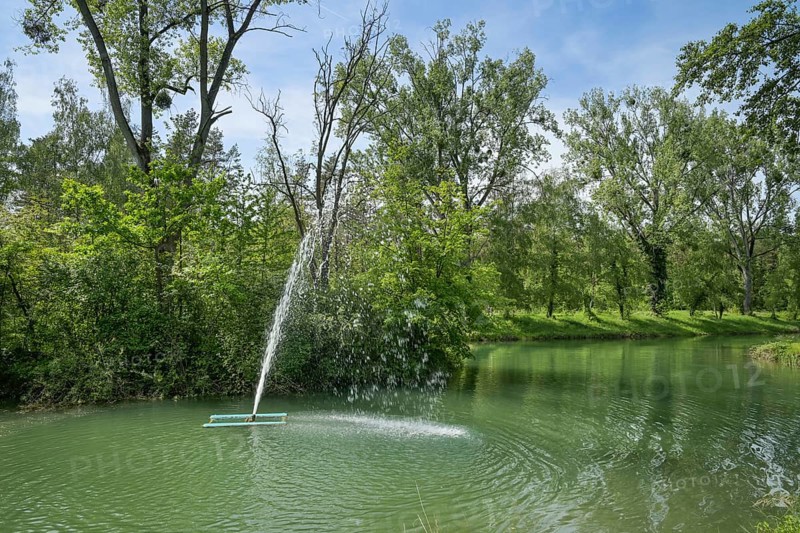 Fishing pond in the forest near Burkheim am Kaiserstuhl, Baden-Wuerttemberg, Germany, Europe
