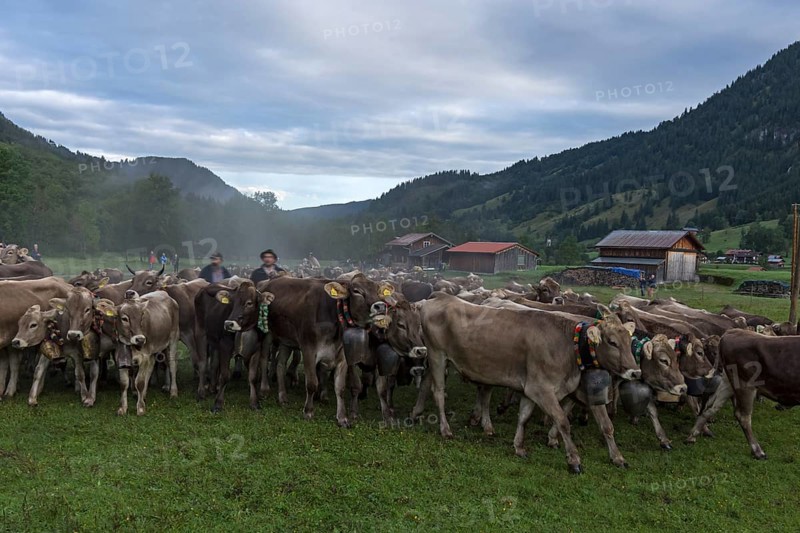 Allgaeu cows are collected in the valley for cattle seperation, Hinterstein, Bad Hindelang, Bavaria, Germany, Europe
