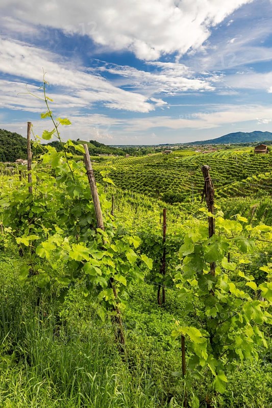 Landscape, World Heritage Site, wine tour, wine press, wine-growing area, grape variety, region, Prosecco, hills, road, wine, vines, Valdobbiadene, Conegliano, Le Colline del Prosecco, Veneto, Italy, Europe