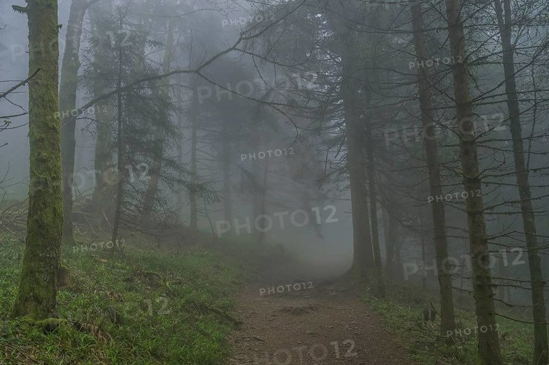 Forest path, dense fog, forest on Blauen mountain, Badenweiler, Black Forest, Baden-Wuerttemberg, Germany, Europe