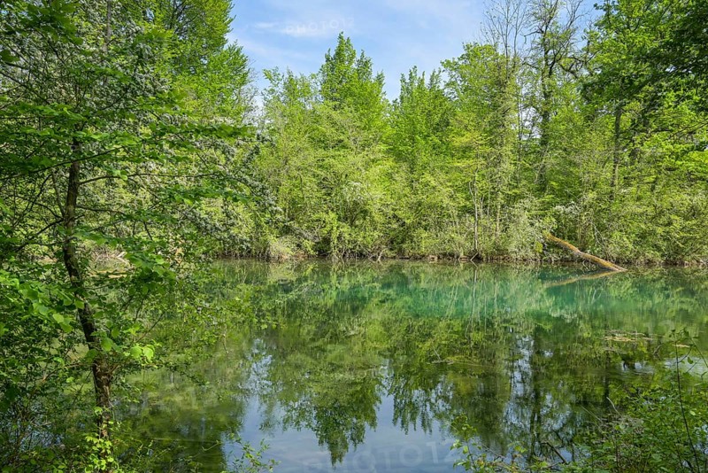 Rhine floodplain, oxbow lake, tributary of the Rhine in the Rappennestgiessen nature reserve, Burkheim am Kaiserstuhl, Baden-Wuerttemberg, Germany, Europe