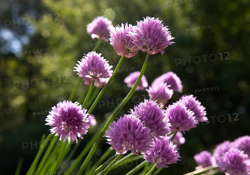 Chive blossoms (Allium schoenoprasum) Witten, Ruhr area, North Rhine-Westphalia, Germany, Europe