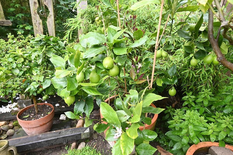 DEU. Germany, Iserlohn: This hobby gardener in Iserlohn maintains an extraordinary garden with numerous non-native plants