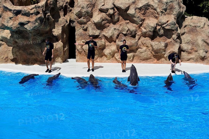 Loro Parque, Puerto de la Cruz, Santa Cruz de Tenerife, Tenerife, Canary Islands, Spain, Europe, Trainers interact with dolphins in front of a rocky backdrop in the water, Europe