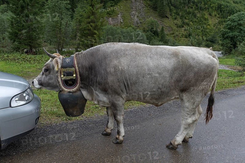 Cow wearing a decorative bell at the cattle drive, cattle seperation, gabled house, Bad Hindelang, Allgaeu, Bavaria, Germany, Europe