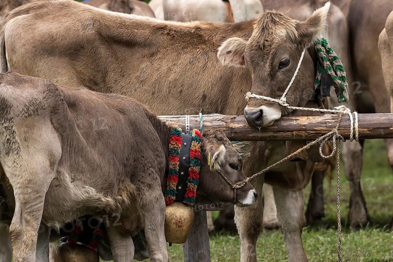 Tethered cows waiting for their owner after the cattle drive, Bad Hindelang, Allgaeu, Bavaria, Germany, Europe