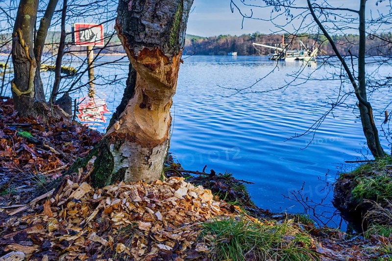 Beaver barrel on the Dahme, Gruenau, Berlin, Germany, Europe