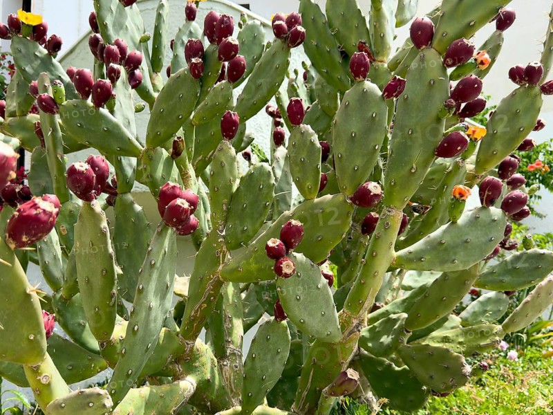 Cactus pear (Opuntia ficus-indica) Opuntia bears many shoots of red fruit, Crete, Greece, Europe