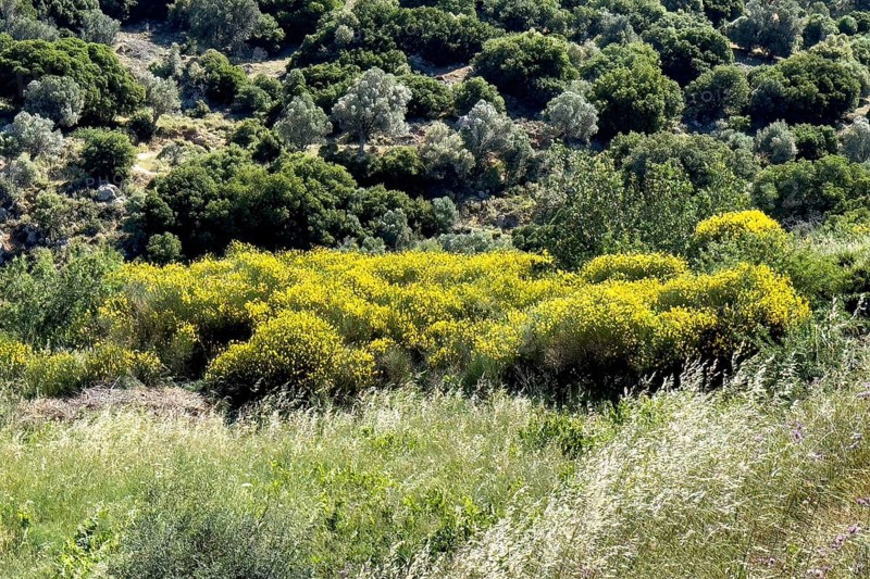 Landscape in mountains near south of village Fourfouras with typical vegetation in the foreground yellow flowering bushes of broom (Genista fasselata) yellow broom bushes behind olive trees (Olea europaea), Fourfouras, Crete, Greece, Europe