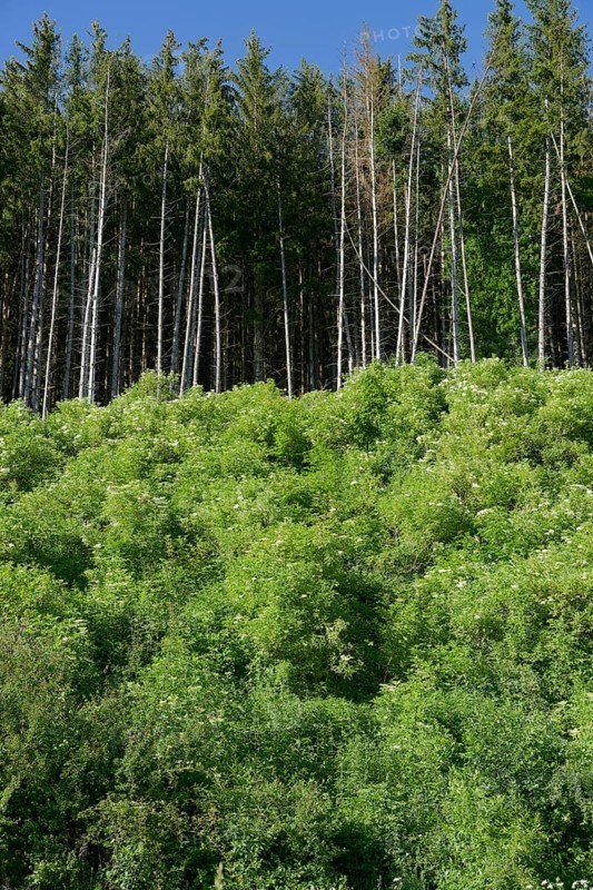 Flowering elderberry bushes at the edge of the forest, elderberry bush, elderberry, coniferous forest, spruce, climate change, bark beetle, vegetation, green, May, Schwaebisch-Franconian Wald nature park Park, Schwaebisch Hall, Rottal, Baden-Wuerttemberg, Germany, Europe