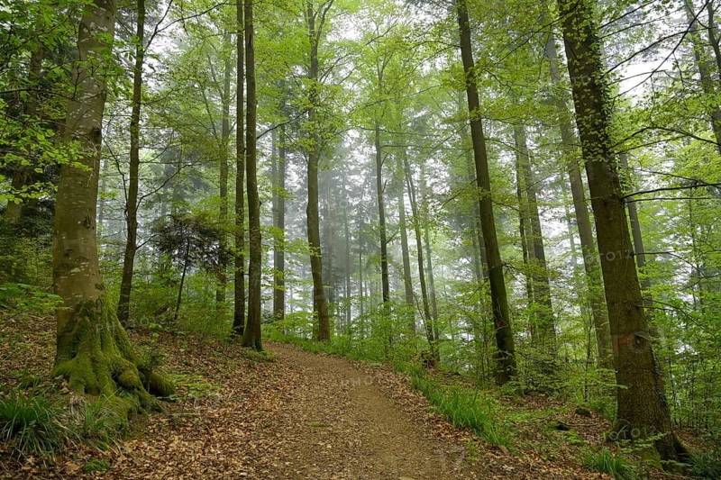 Forest path, mixed forest on Blauen mountain, Badenweiler, Black Forest, Baden-Wuerttemberg, Germany, Europe